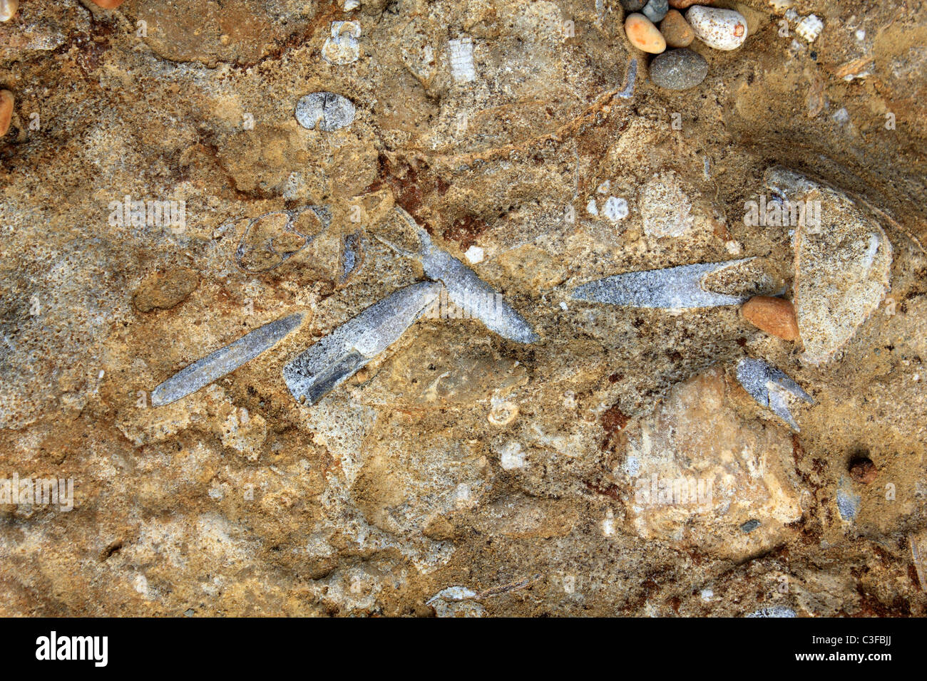 Beach fossils hires stock photography and images Alamy