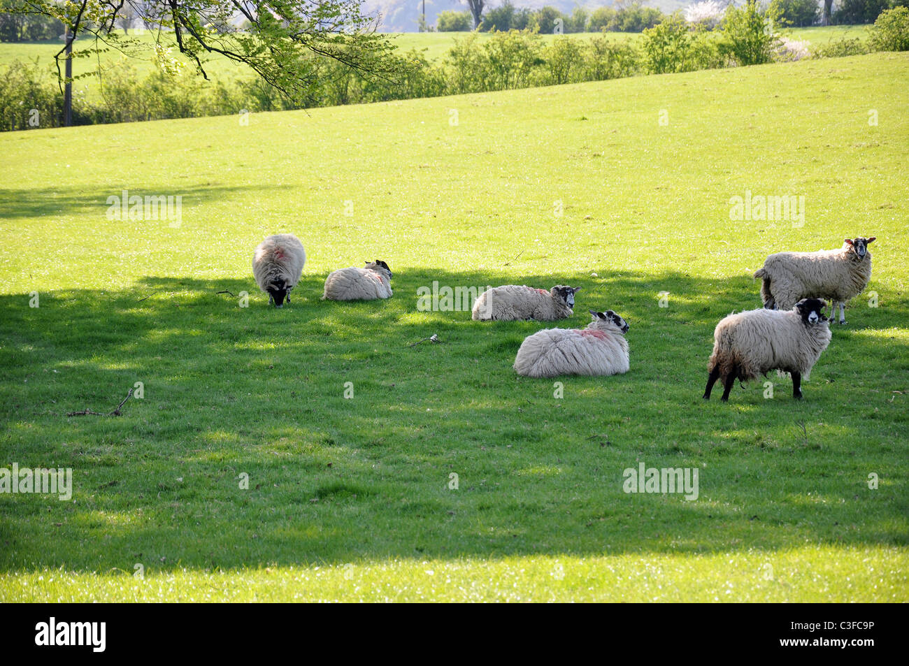 Sheep grazing in green field Stock Photo - Alamy