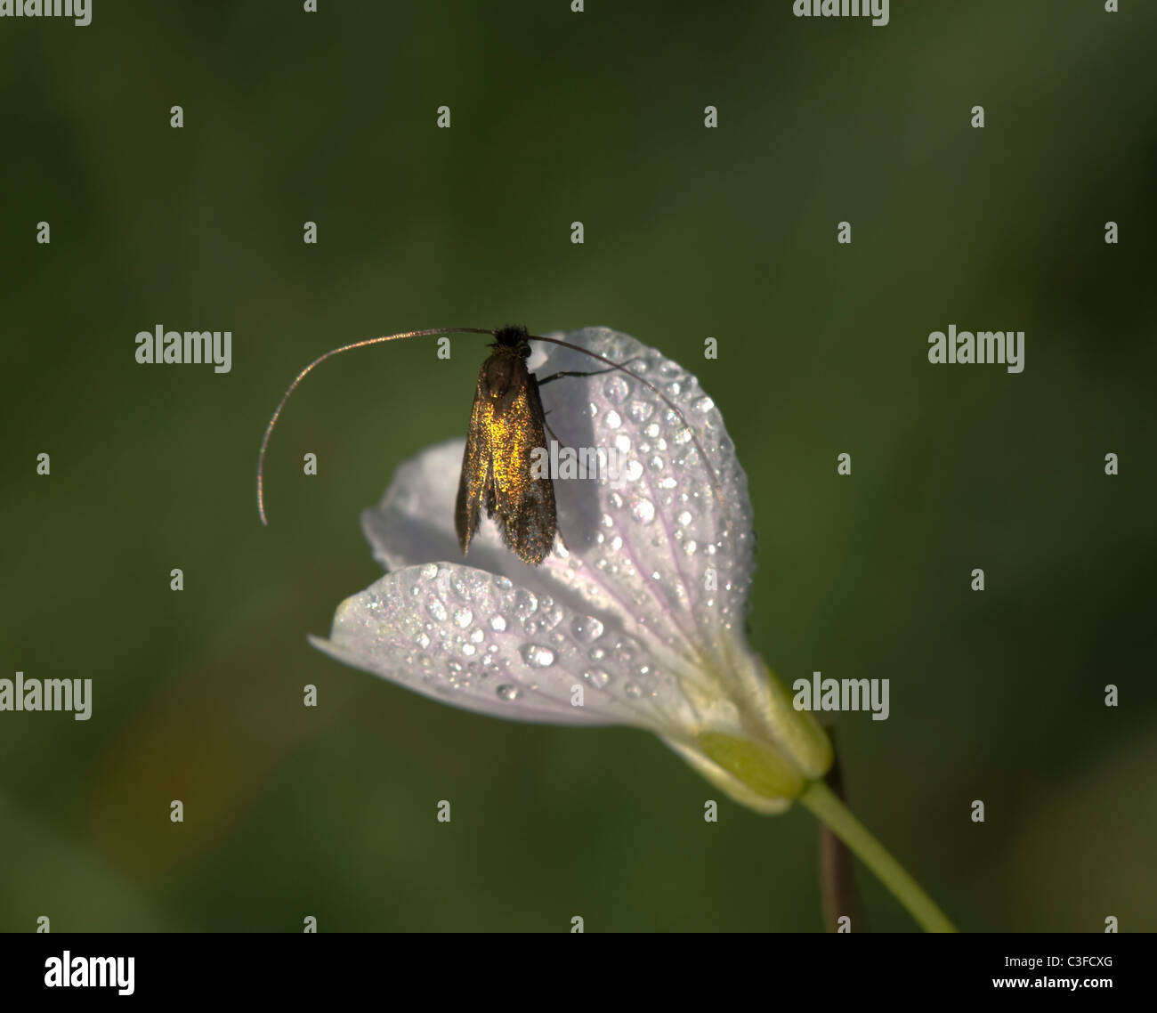 Fairy Long Horn Moth (Nemophora adelidae) on a flower covered in dew, France Stock Photo
