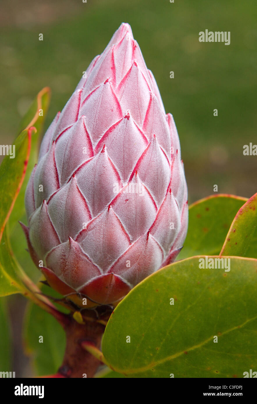 Large flower bud of King Protea Protea cynaroides growing in Tresco Abbey Gardens on the Isles of Scilly Stock Photo