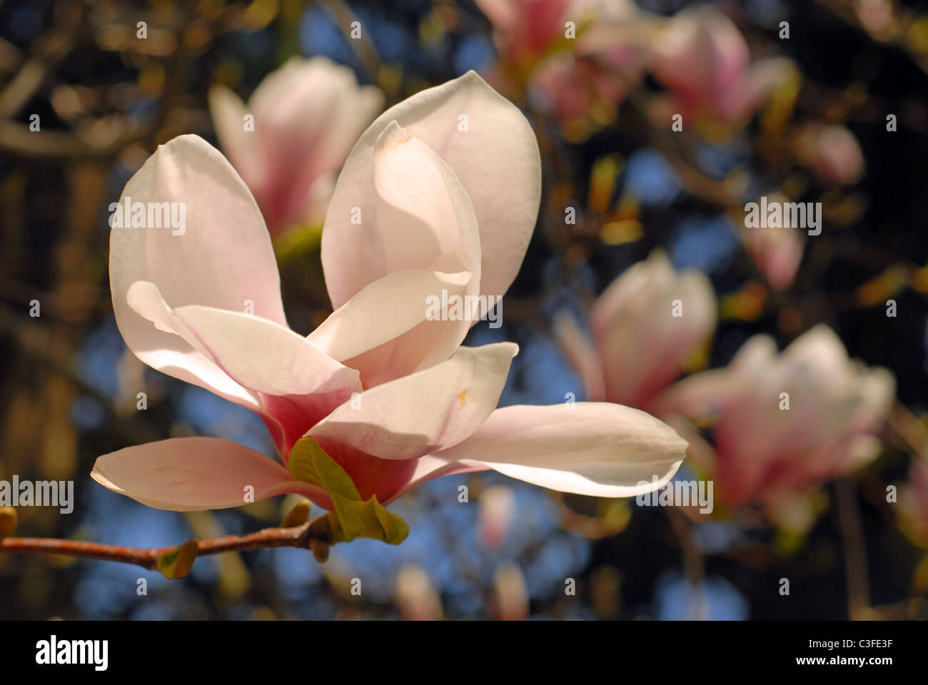 Saucer magnolia bloom. Flowering tree in Spring. Latin name Magnolia