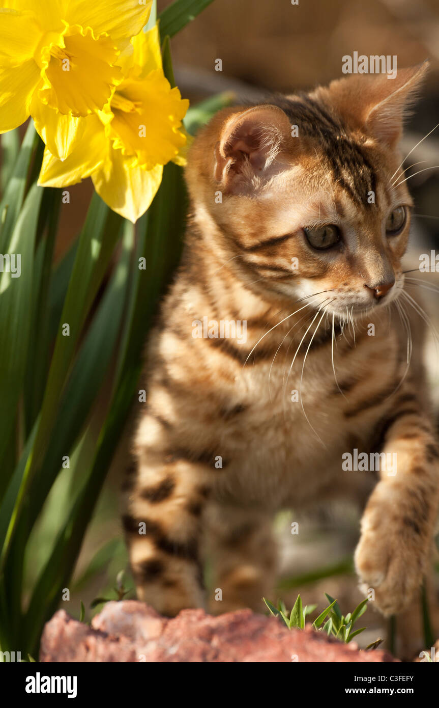 Stock photo of a bengal kitten standing next to daffodils. Stock Photo