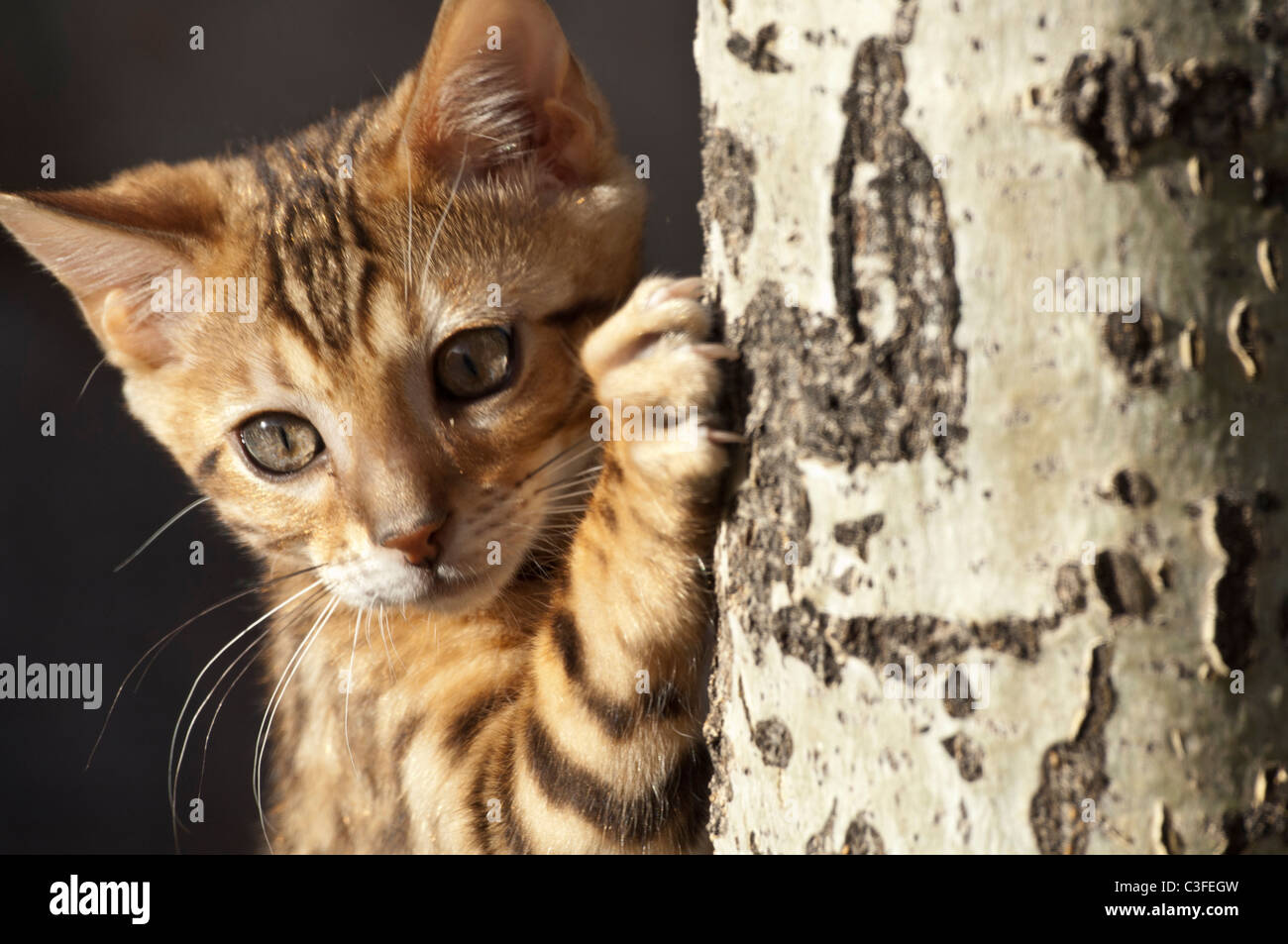 Stock photo closeup of a bengal kitten climbing an aspen tree. Stock Photo