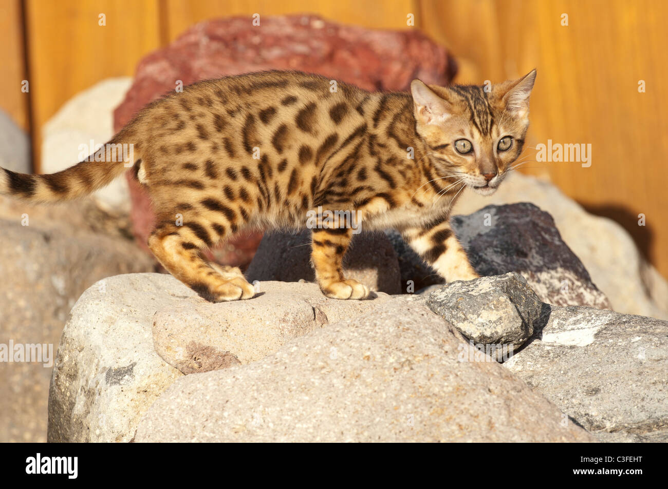 Stock photo of a bengal kitten in a rock garden. Stock Photo