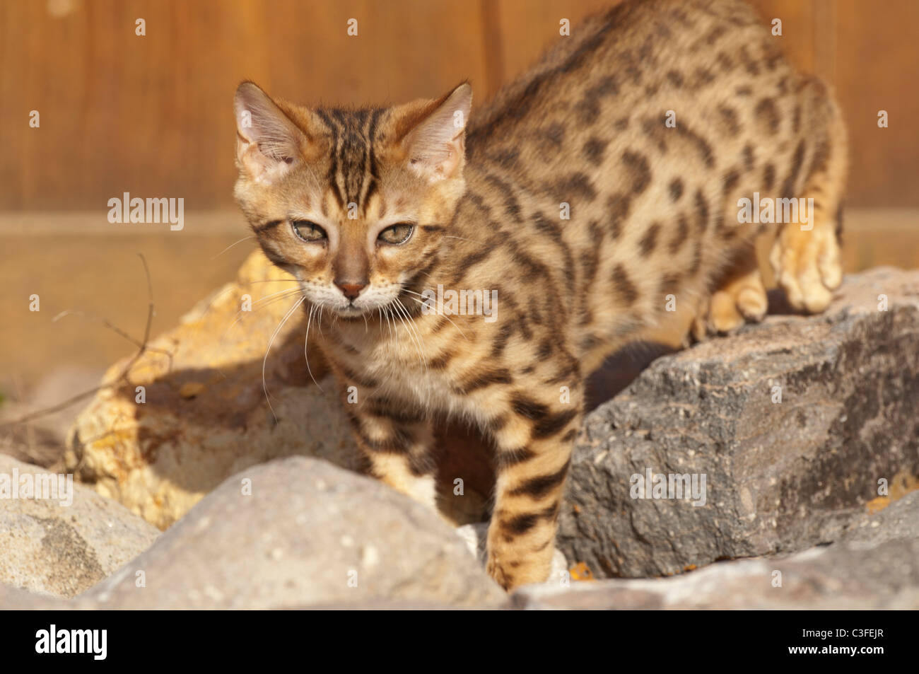 Stock photo of a bengal kitten in a rock garden. Stock Photo