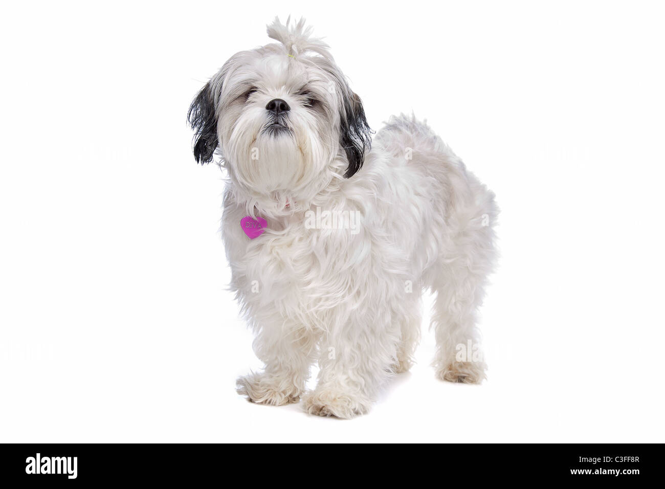 shih-tzu-in-front-of-a-white-background-stock-photo-alamy