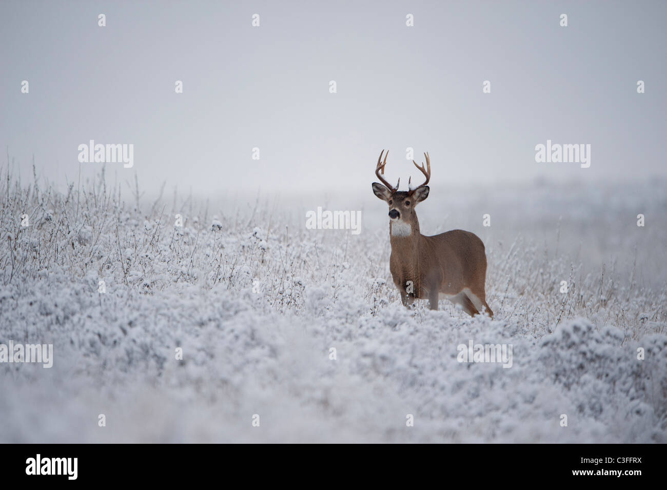 White-tailed Buck in snow, Western Montana Stock Photo