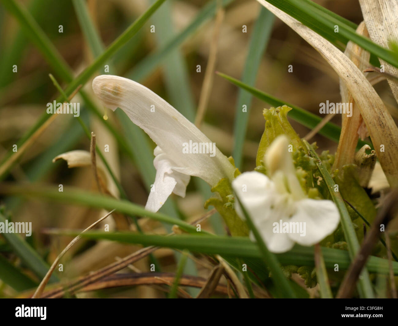 Lousewort (white form), pedicularis sylvatica Stock Photo