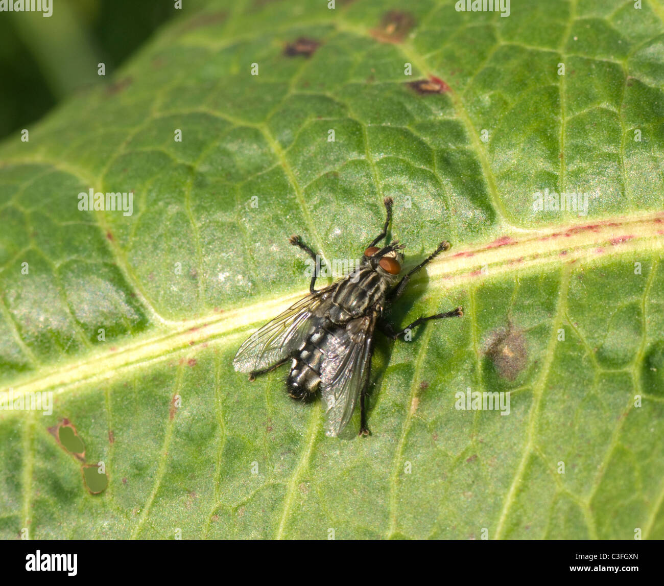 House Fly (Polietes lardarius), France Stock Photo