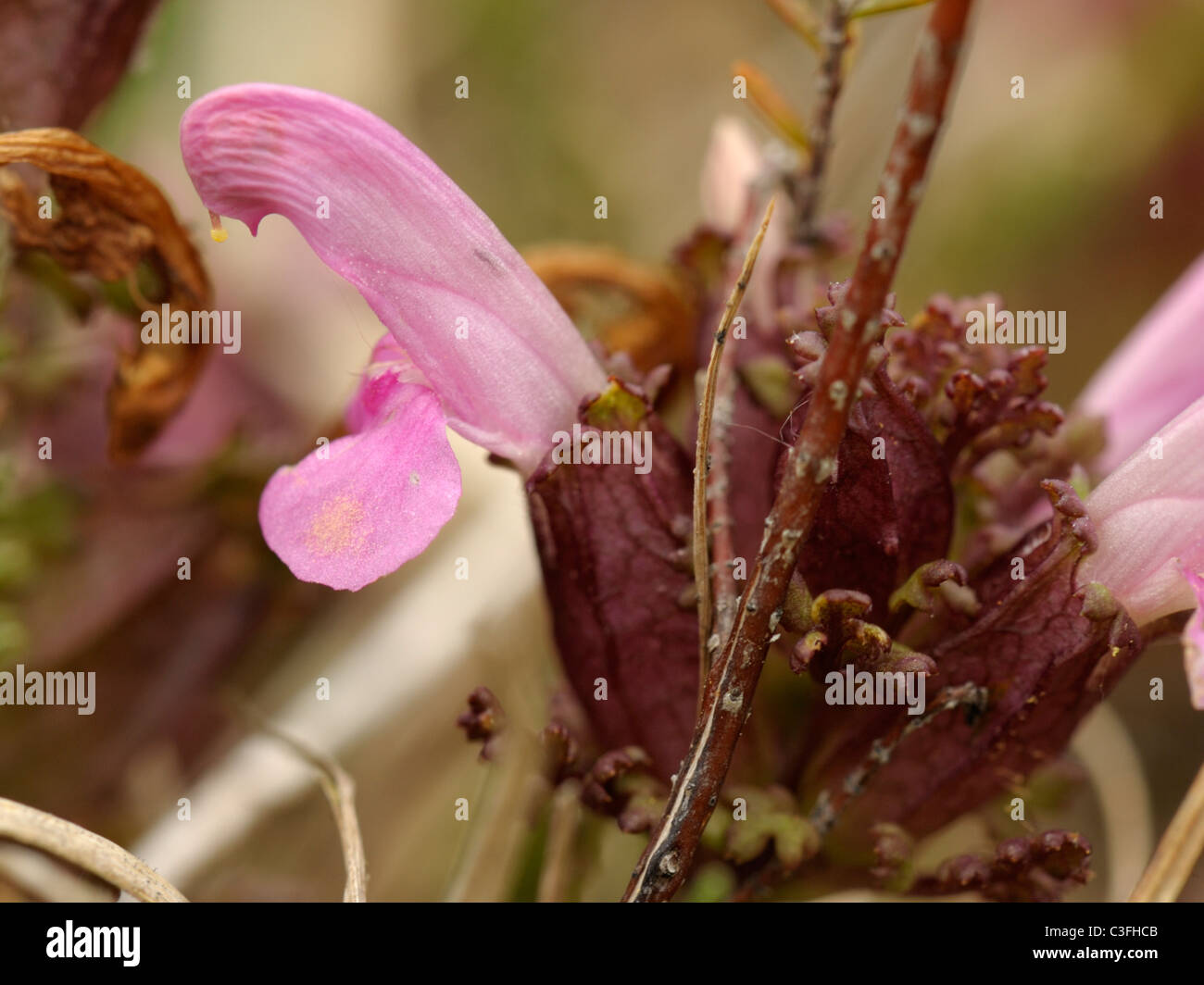 Lousewort, pedicularis sylvatica Stock Photo