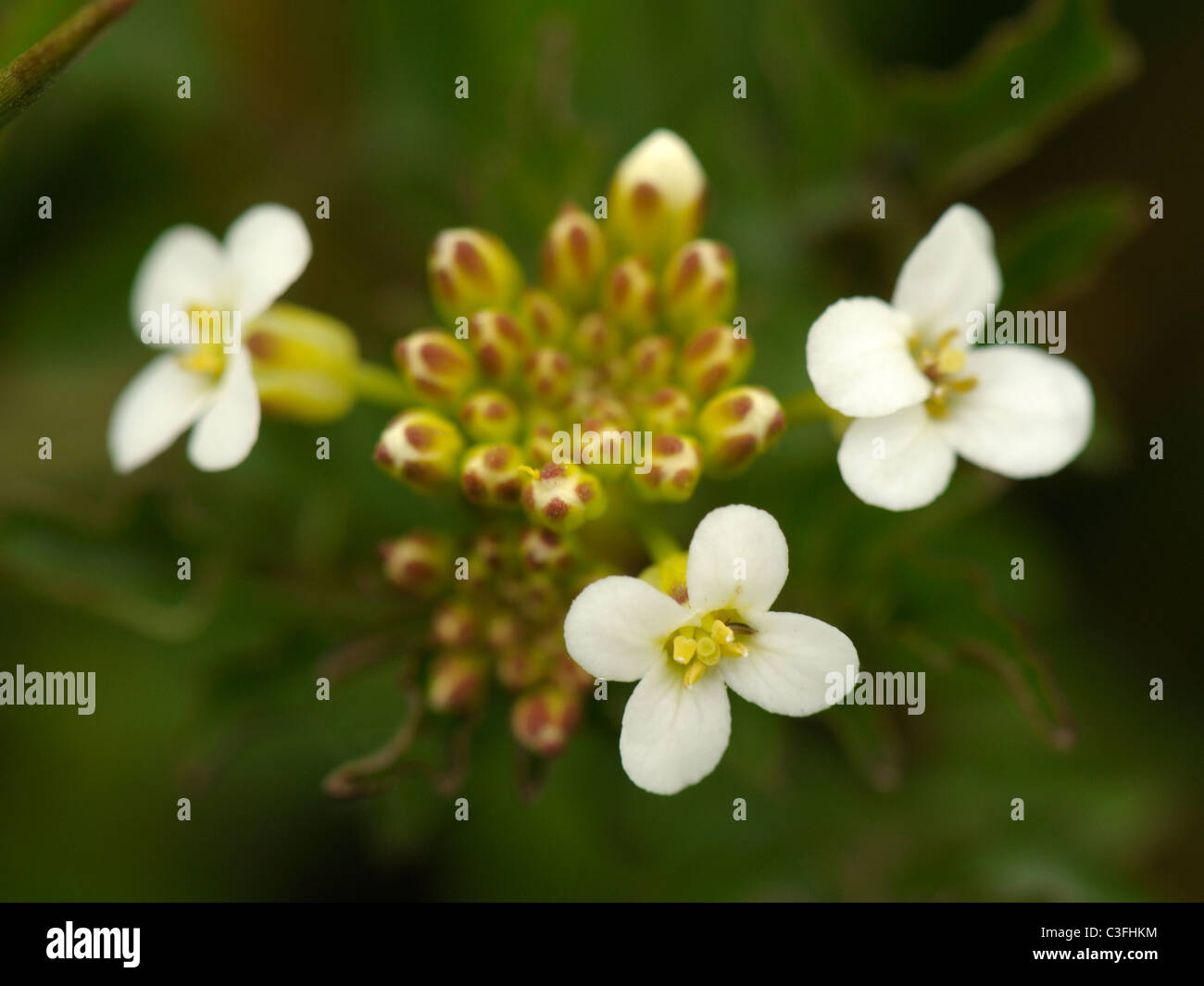 Water-cress, nasturtium officinale or rorippa nasturtium-aquaticum Stock Photo