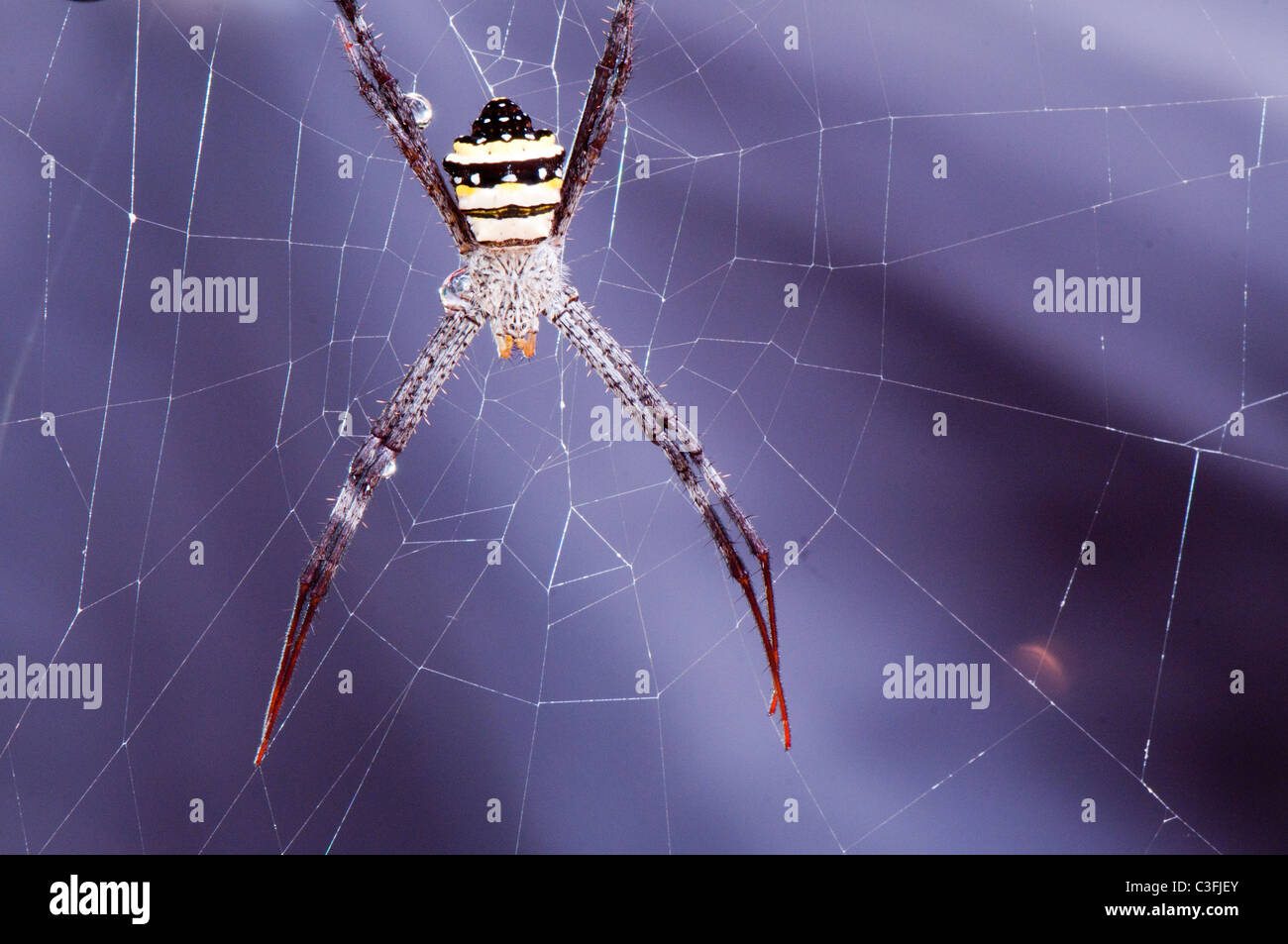 Saint Andrew's Cross Spider Argiope keyserlingi, orb weaver Stock