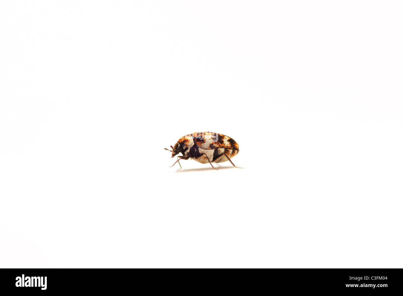 Varied Carpet Beetle (Anthrenus verbasci) on white background Stock Photo