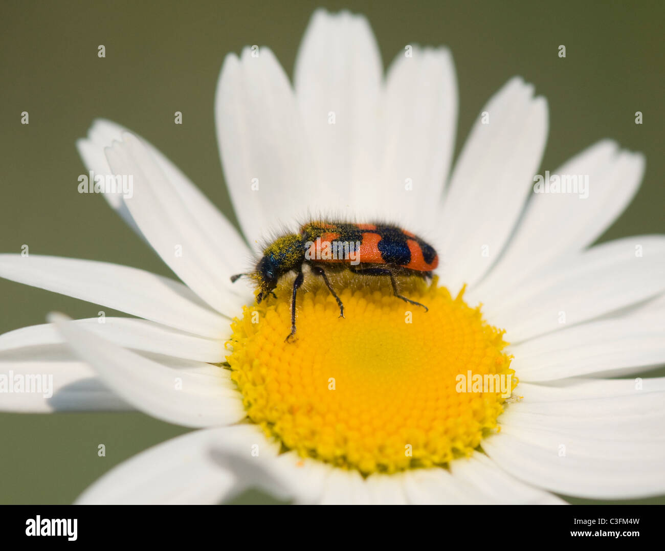 Chequered Bee Beetle (Trichodes apiarius), France Stock Photo