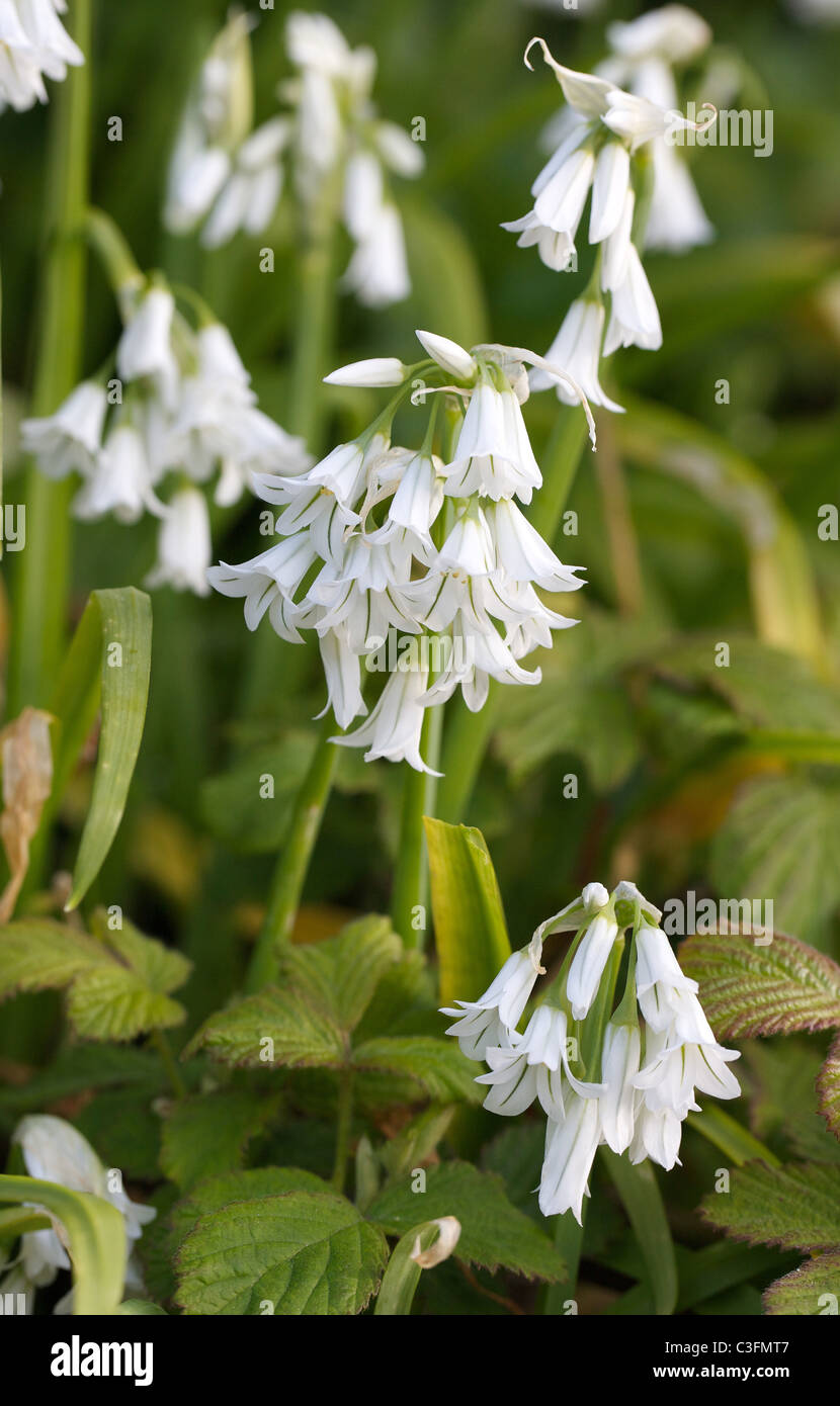 Three Cornered Leek Allium triquetrum grows profusely on the Isles of Scilly in Spring Stock Photo