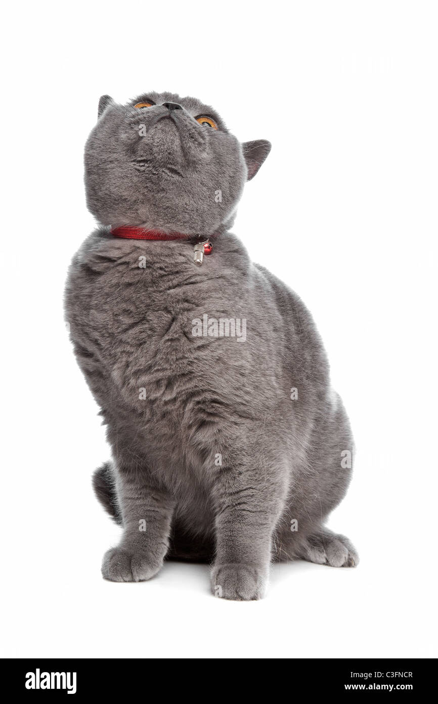 blue British Short hair cat in front of a white background Stock Photo