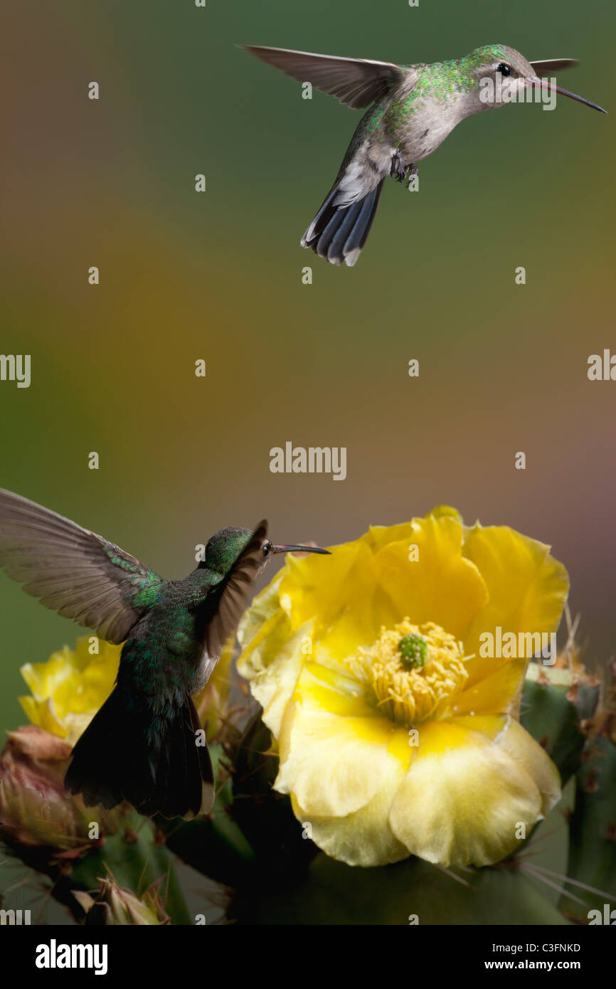 Broad-billed Female Hummingbirds and Blooming Opuntia Cactus Stock Photo