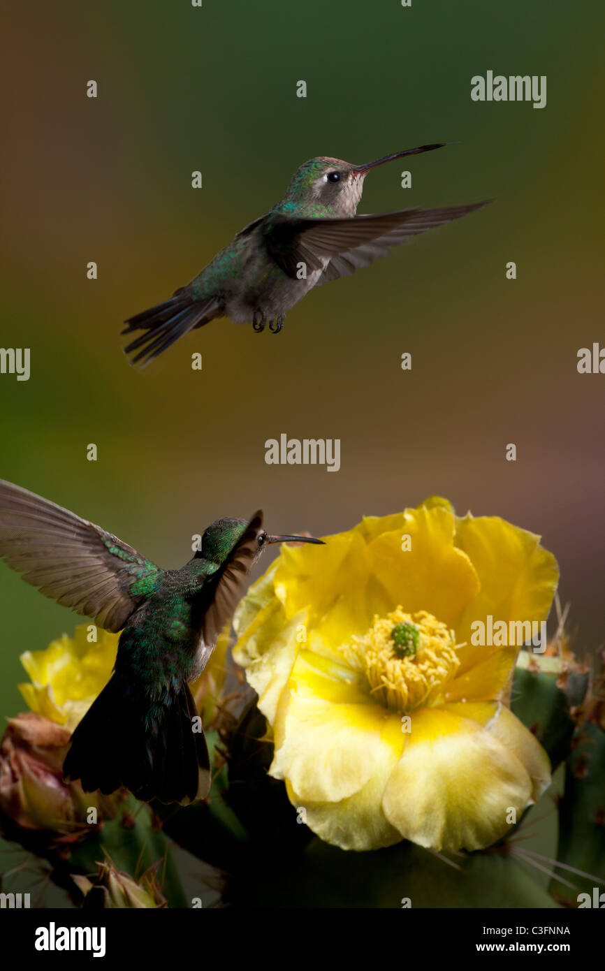 Broad-billed Female Hummingbirds and Blooming Opuntia Cactus Stock Photo