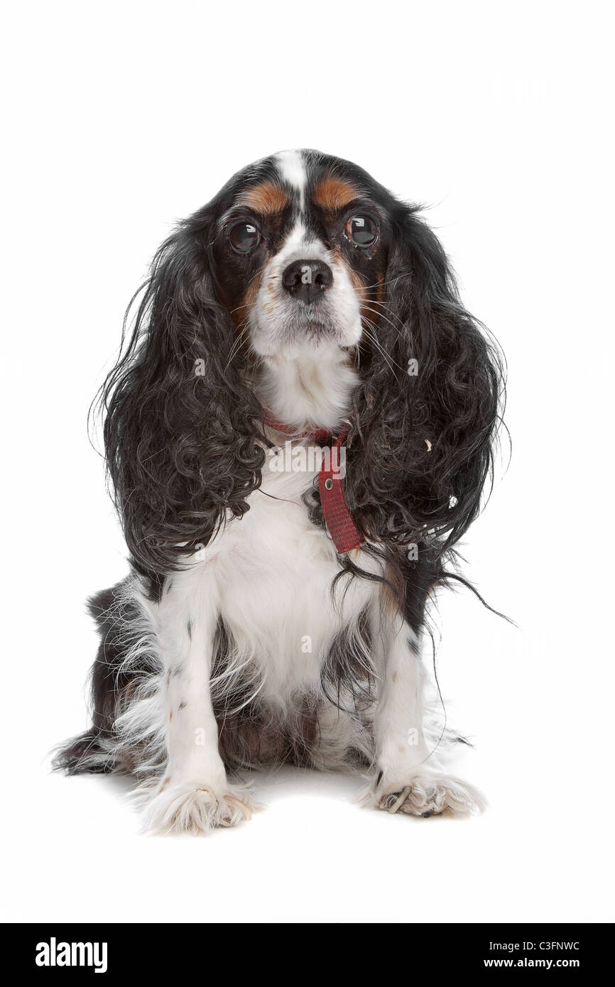 Cavalier King Charles Spaniel in front of a white background Stock ...