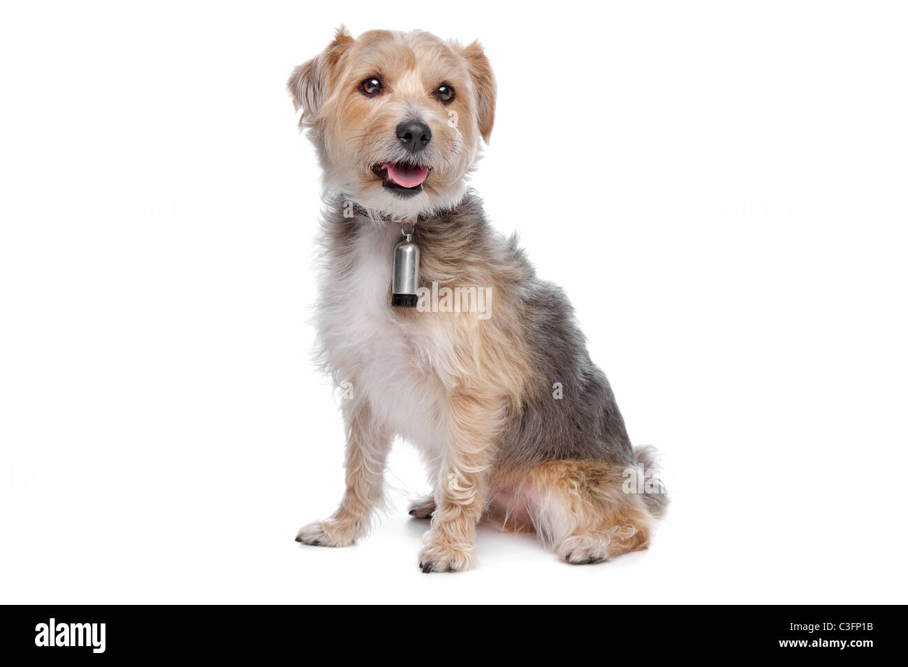 mixed breed dog in front of a white background Stock Photo - Alamy