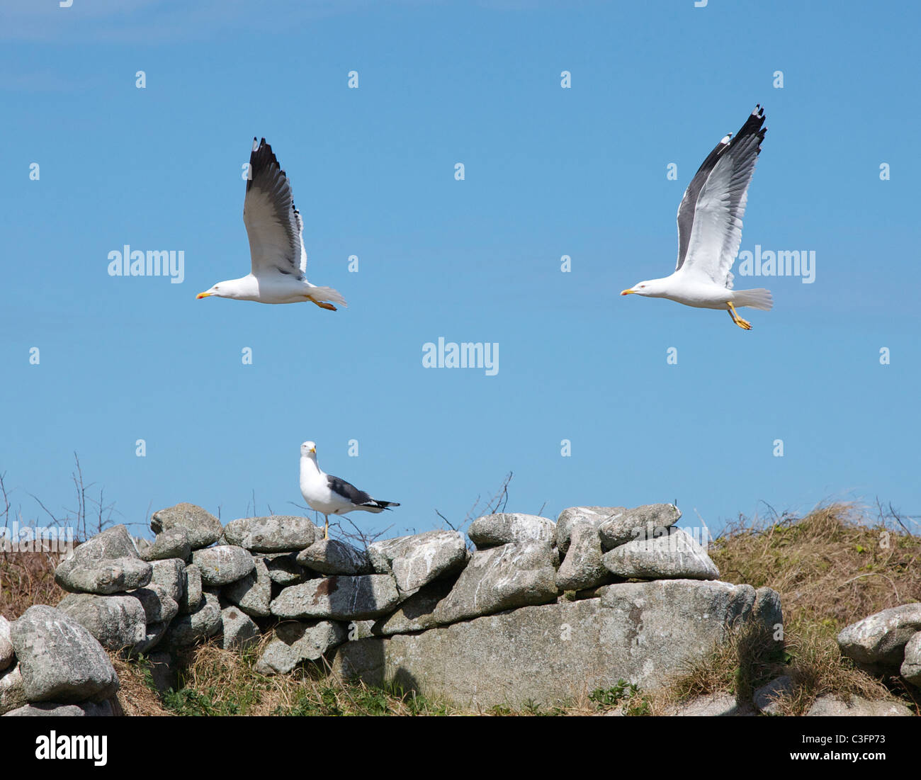 Lesser Black Backed Larus fuscus gulls in flight and at rest on the island of Samson in the Isles of Scilly Stock Photo