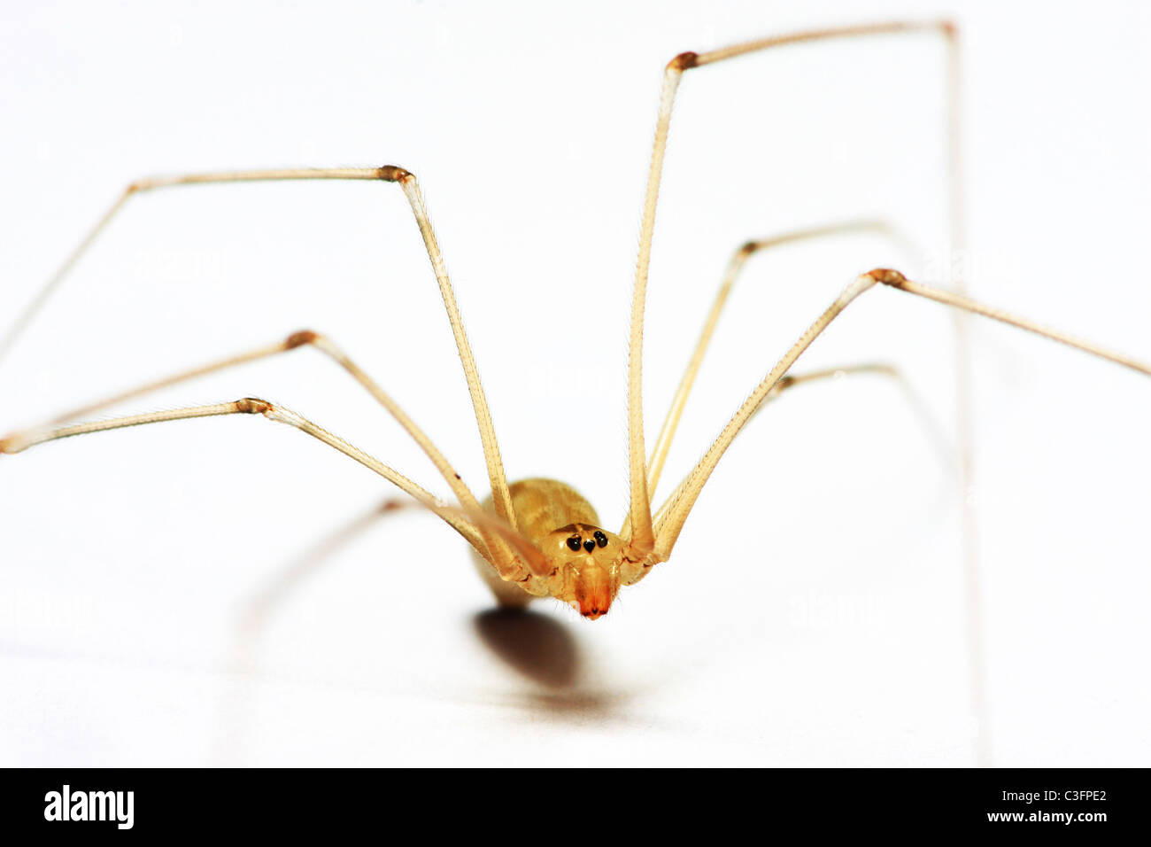 Daddy Long Legs Spider, Pholcus phalangioides on white background Stock Photo