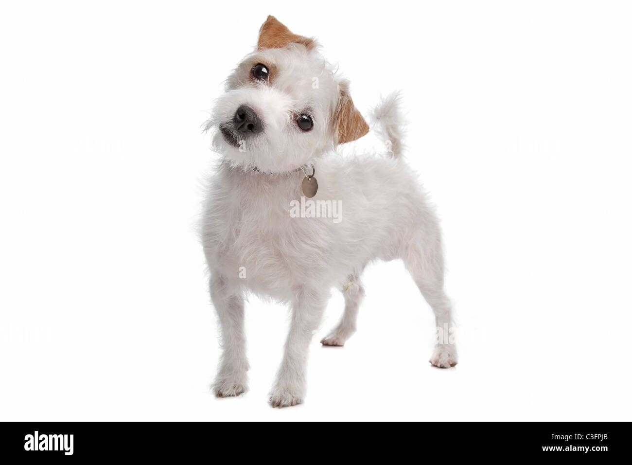 Jack Russel Terrier dog in front of a white background Stock Photo