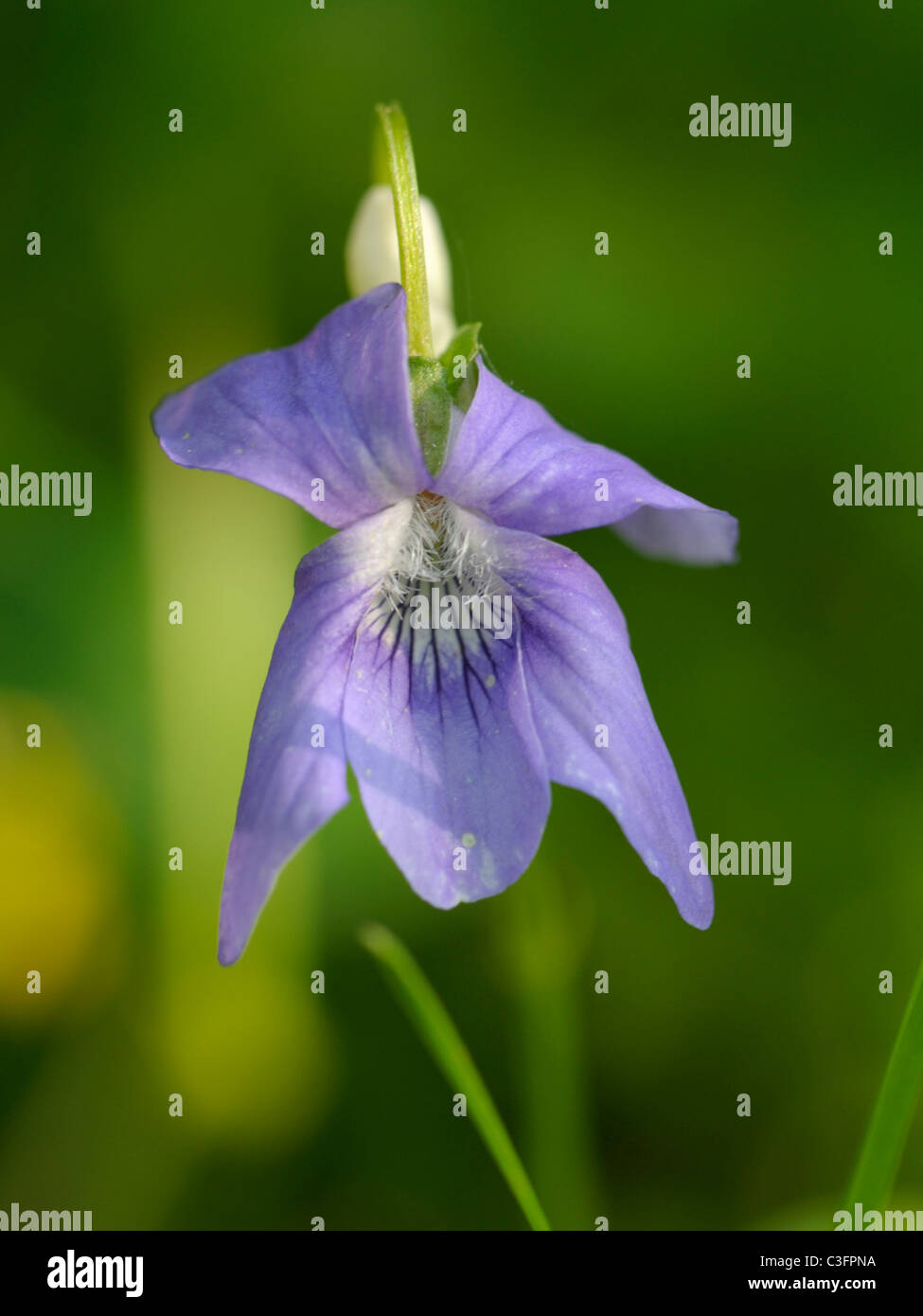 Viola Rivinian Common Dog-violet, viola riviniana Stock Photo - Alamy