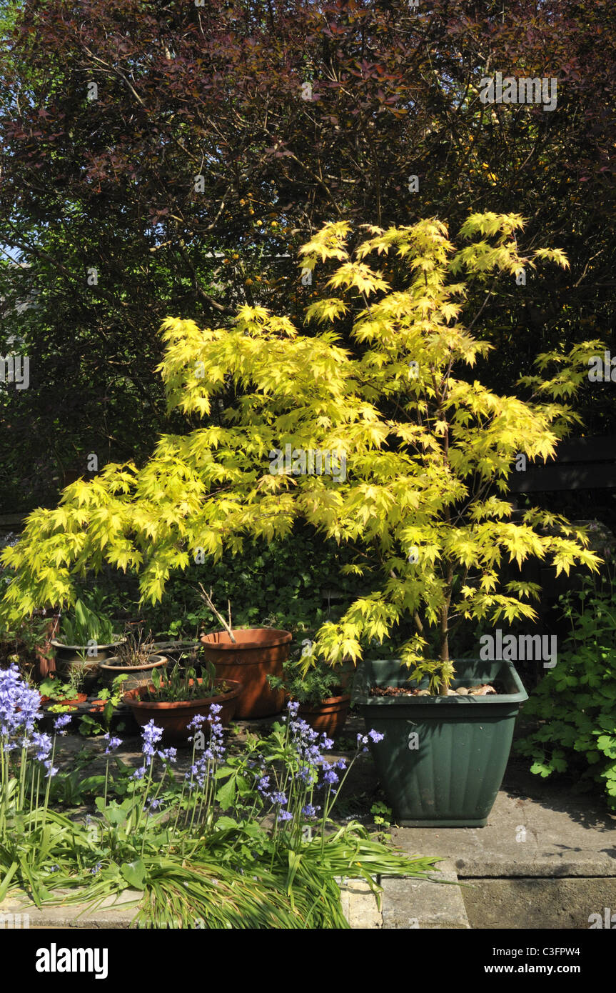 Bluebells and potted Acer in a suburban English garden. Stock Photo