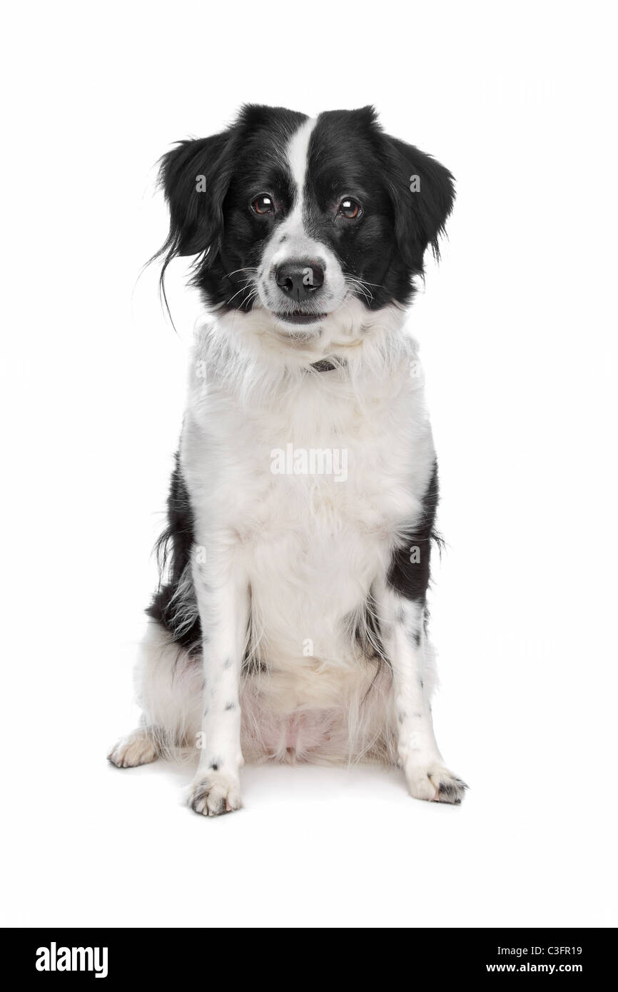 Border Collie sheepdog in front of a white background Stock Photo