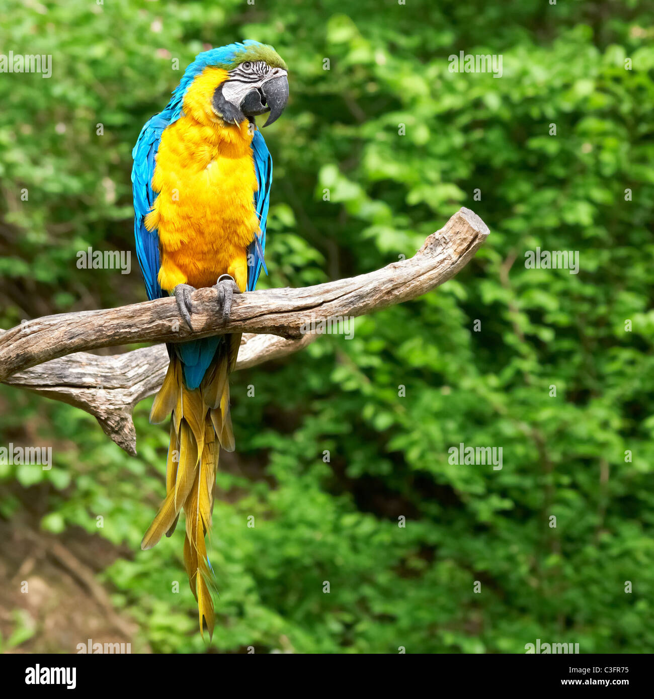macaw on the branch Stock Photo