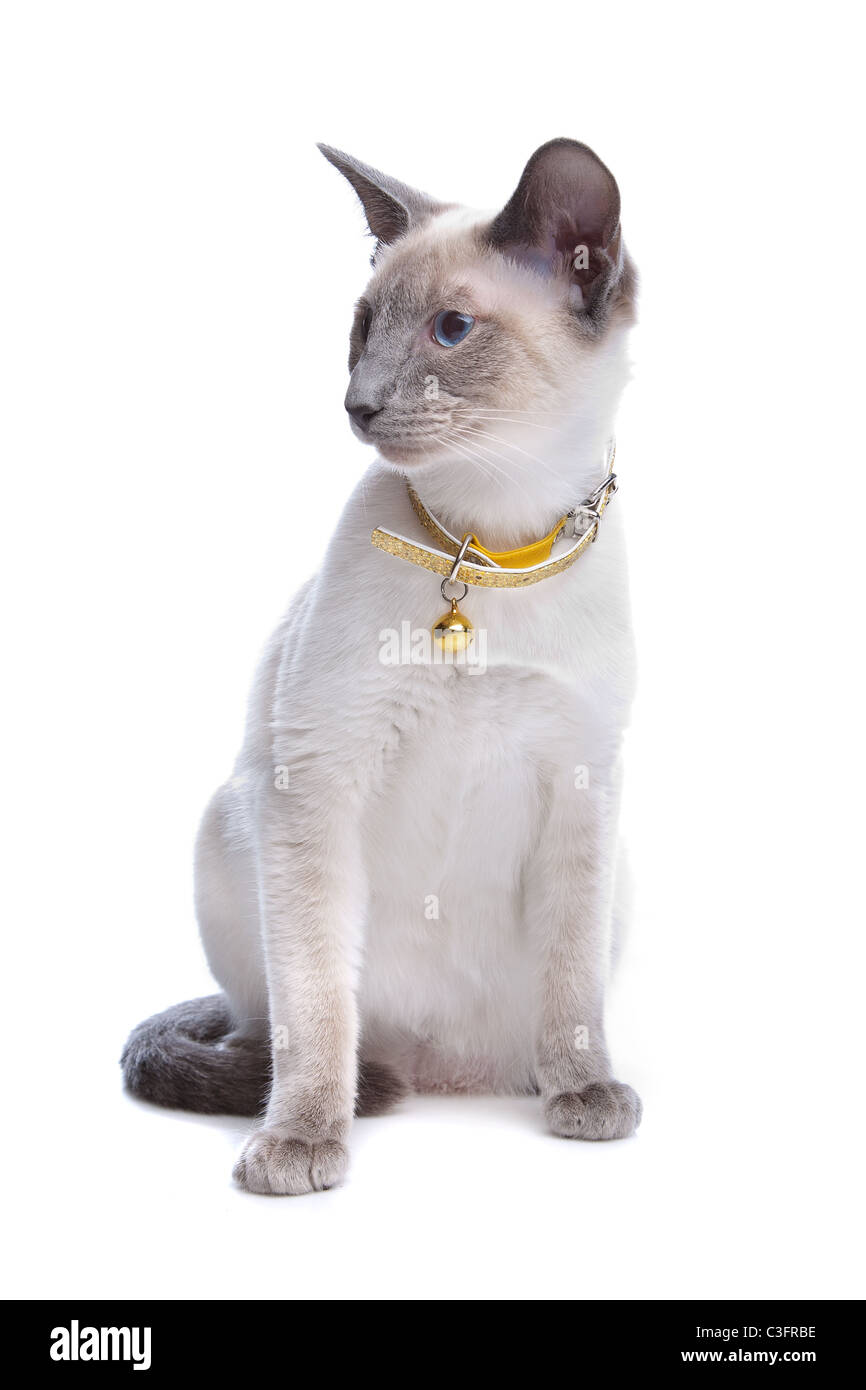 Siamese cat in front of a white background Stock Photo