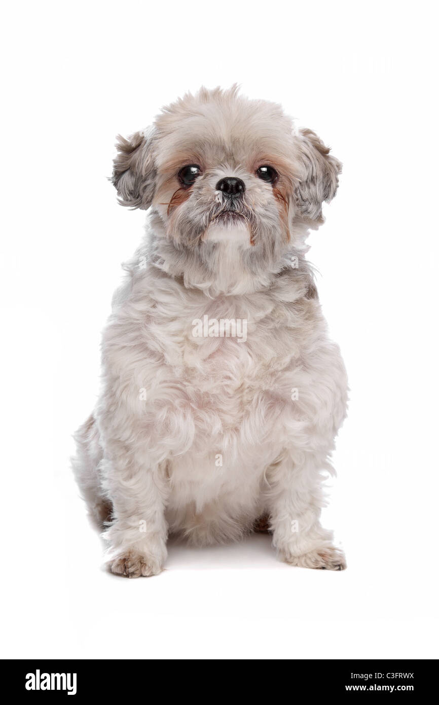 shih-tzu-in-front-of-a-white-background-stock-photo-alamy