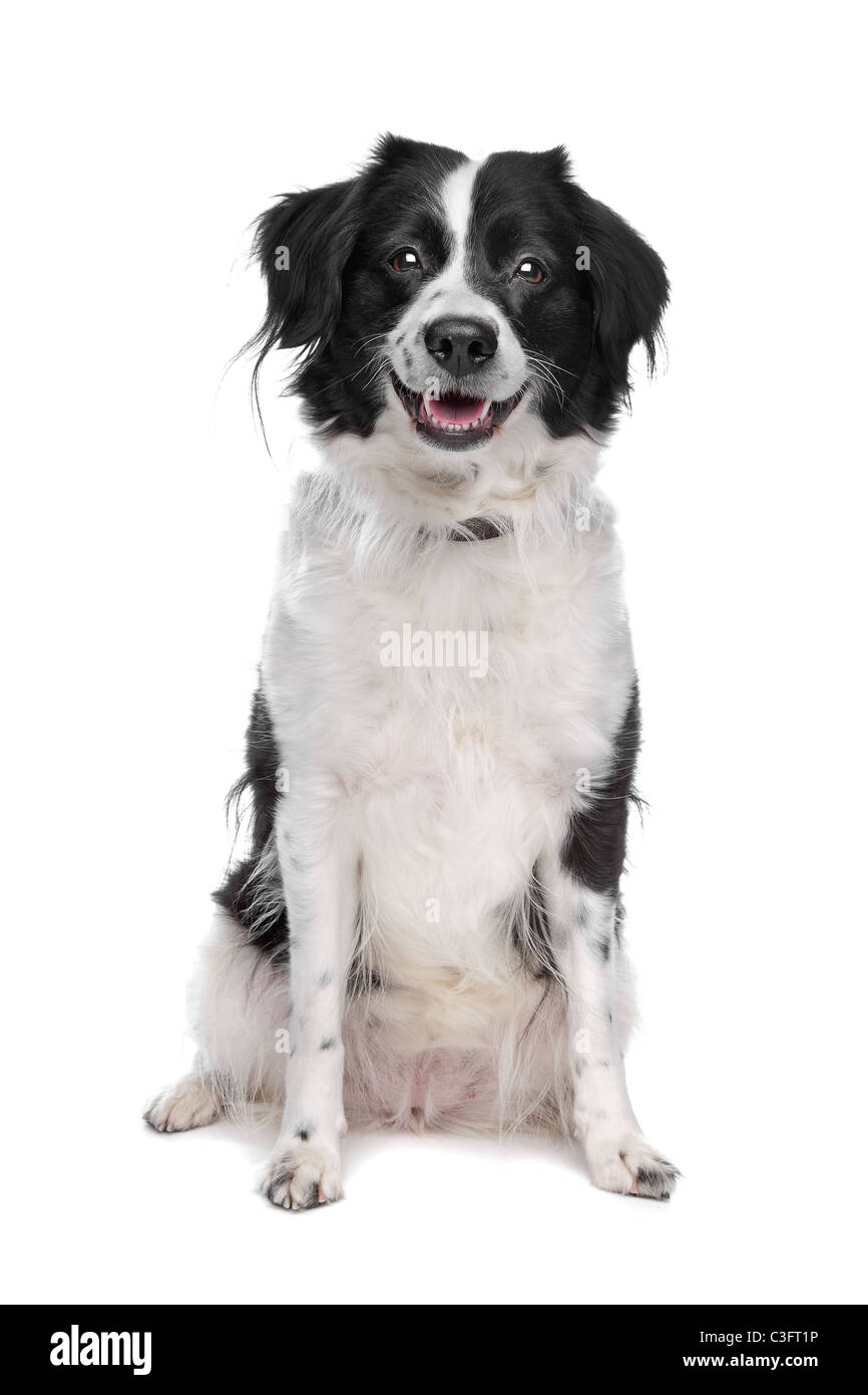 Border Collie sheepdog in front of a white background Stock Photo