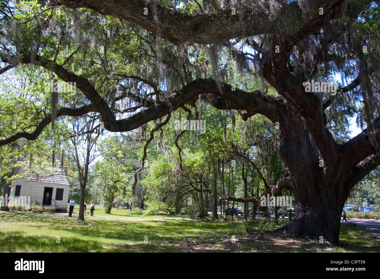 South Carolina, Charleston, Magnolia Plantation & Gardens. Historic