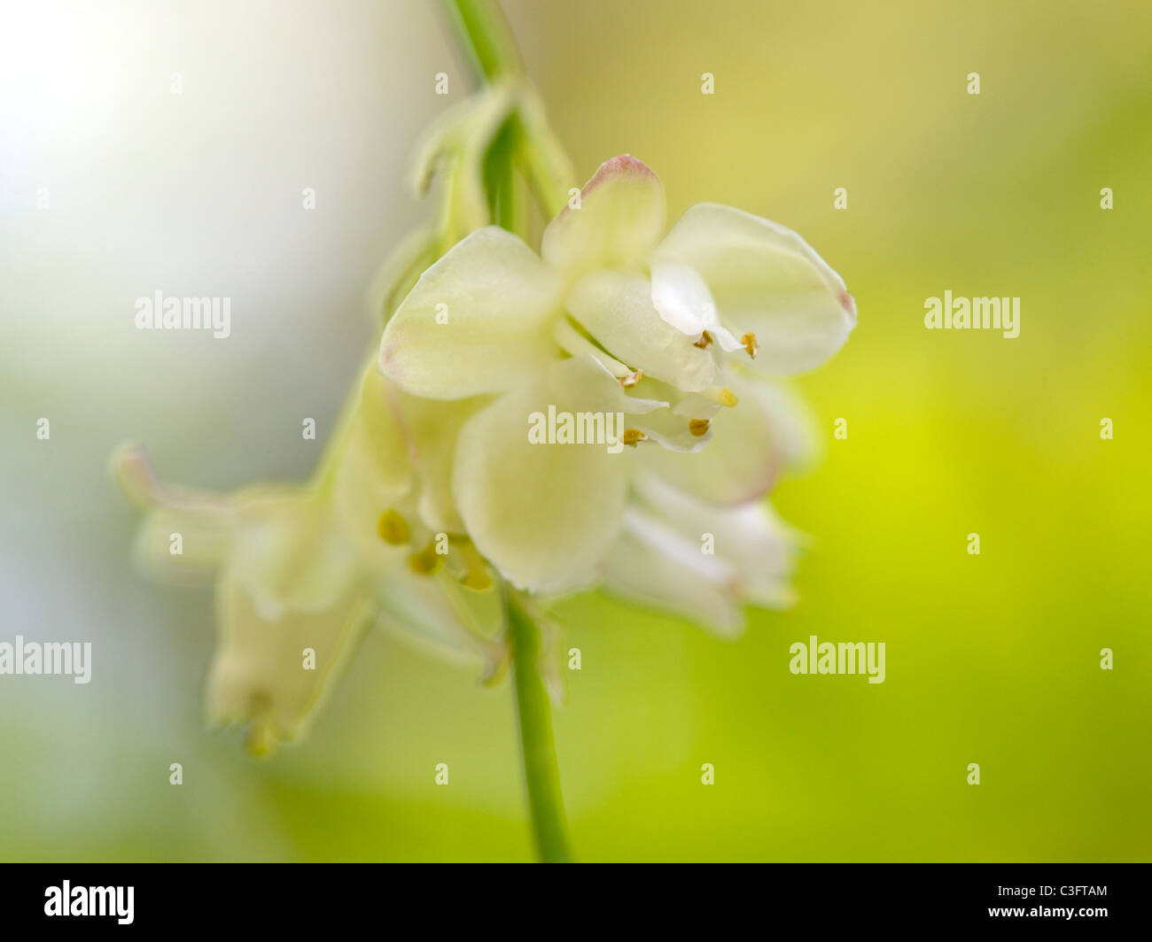 Bladdernut flower, staphylea pinnata Stock Photo