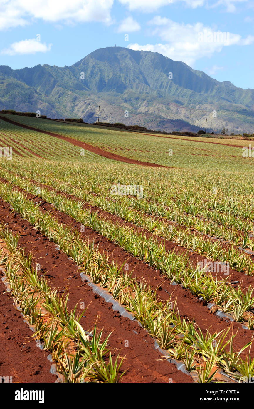 Pineapple Fields along Kamehameha Highway North Shore Hawaii Oahu