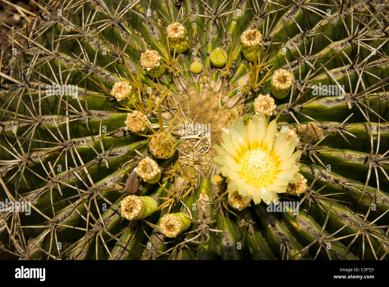 Mexico. Desert plants Stock Photo - Alamy