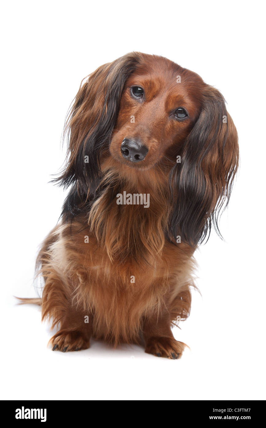 standard dachshund long hair
