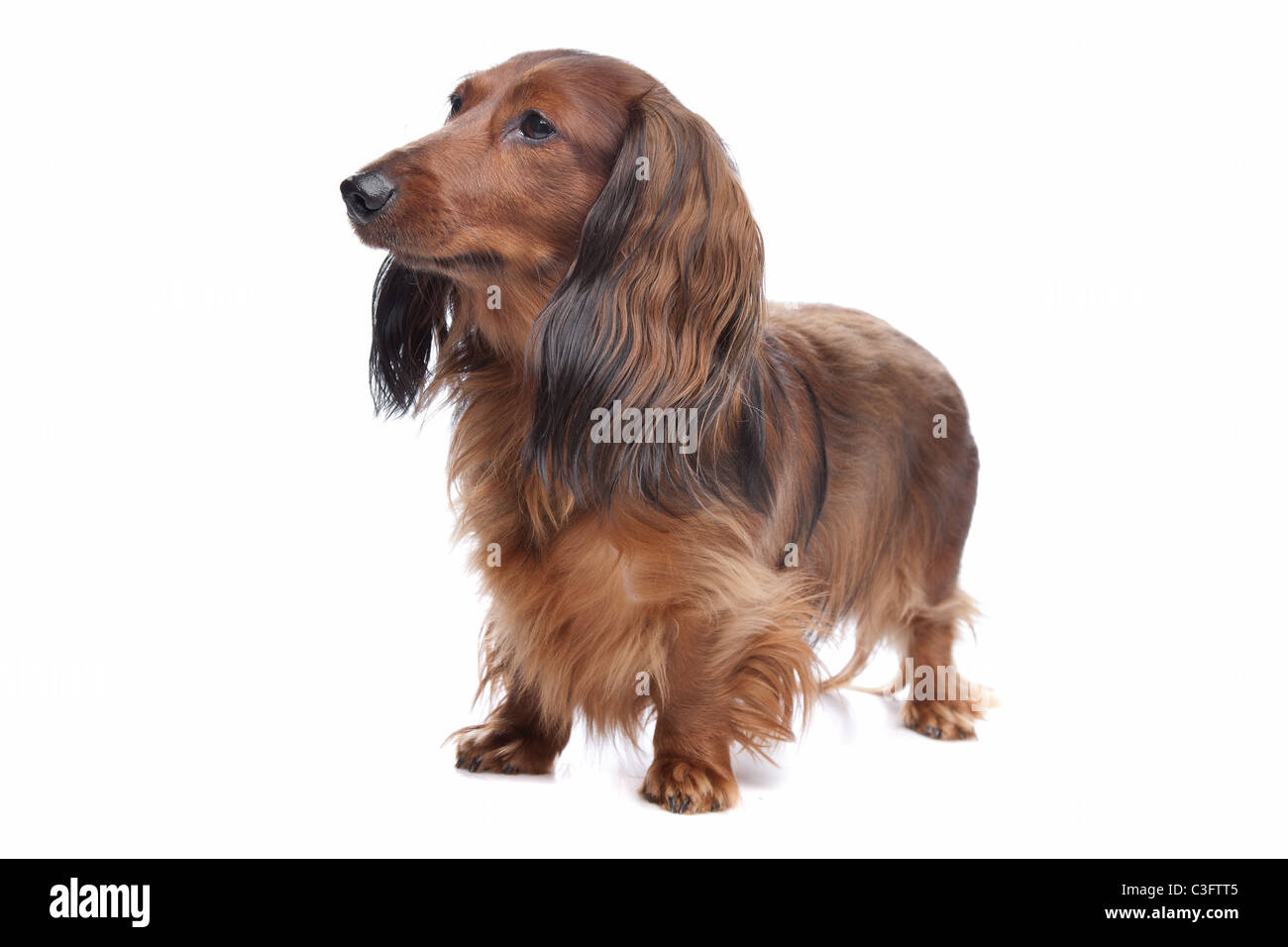 standard long haired Dachshund in front of a white background Stock Photo