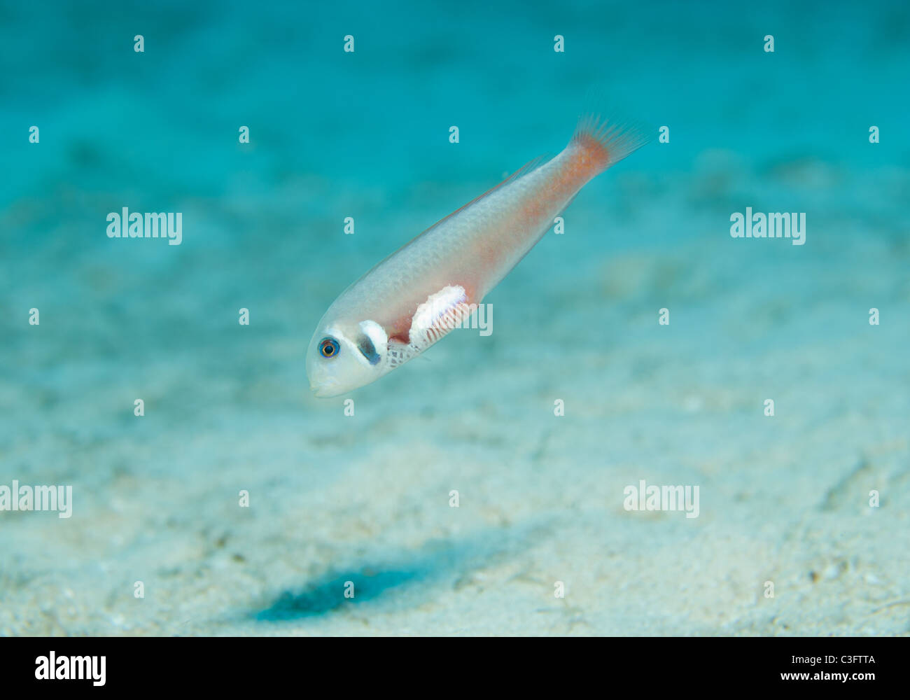 A female Rosy Razorfish hovers just above the sandy ocean bottom. Stock Photo