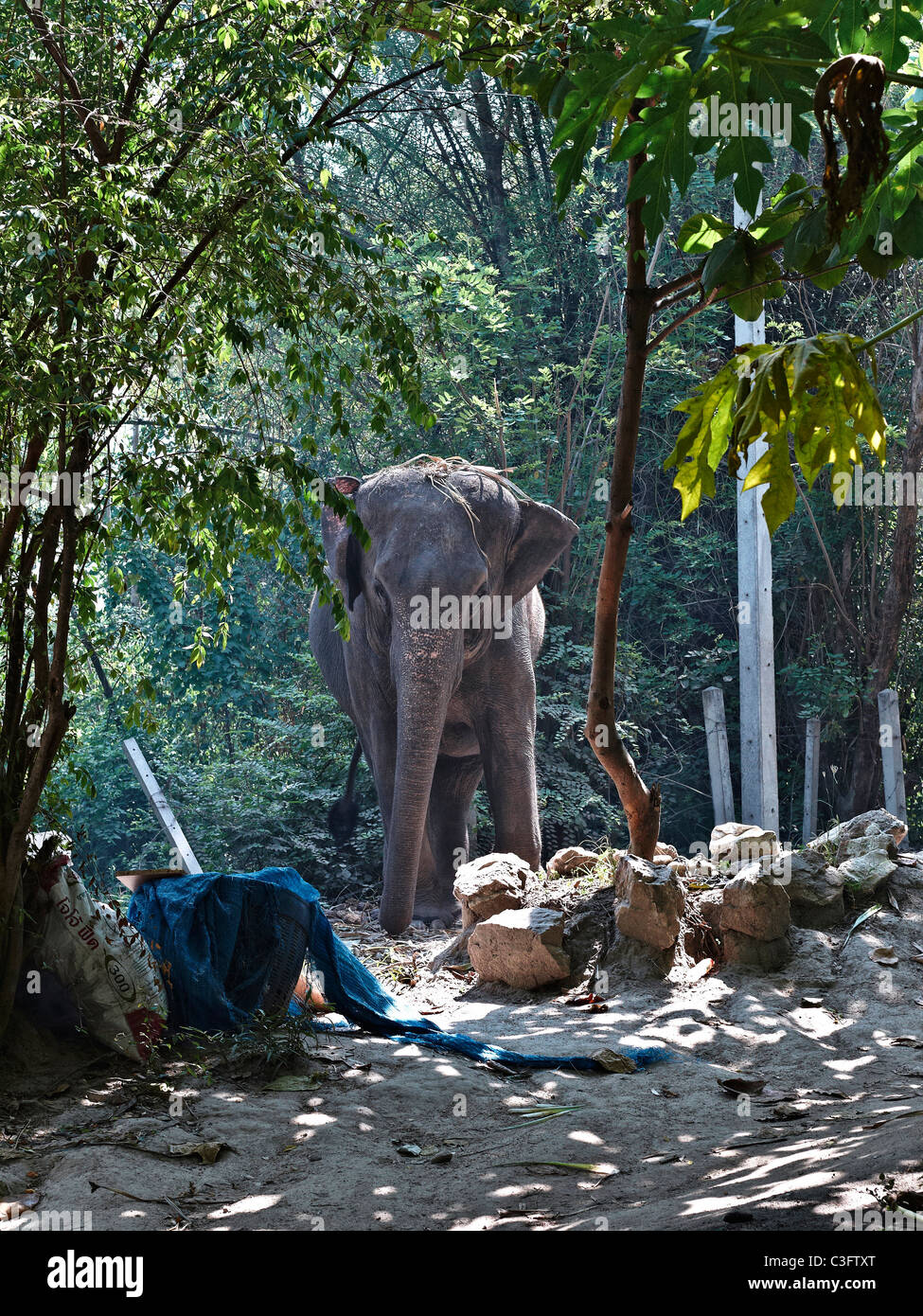 Thai elephant in natural jungle environment. Thailand S. E. Asia Stock Photo
