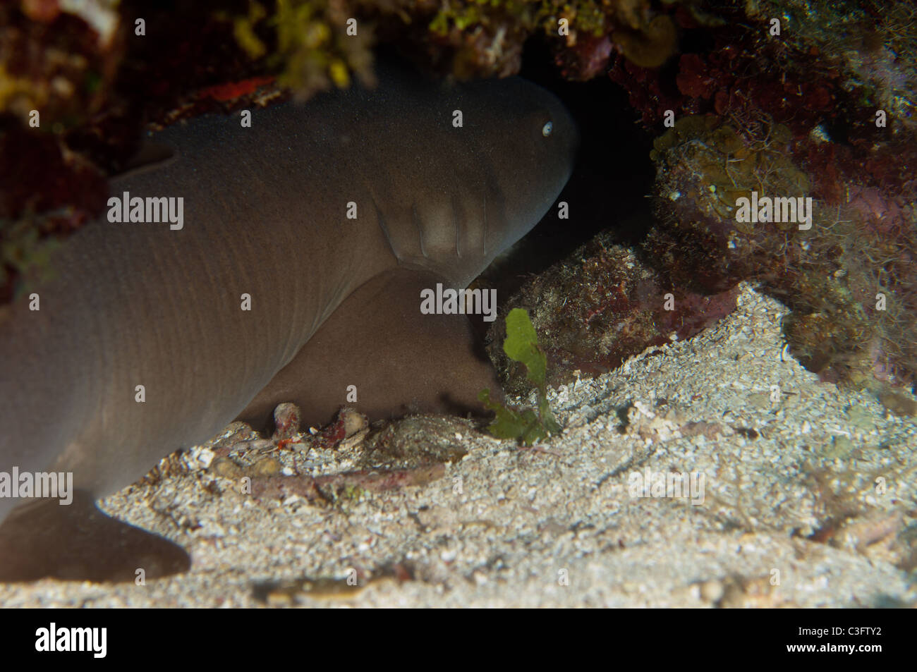 Nurse sharks commonly take shelter under large coral overhangs and outcroppings. Stock Photo