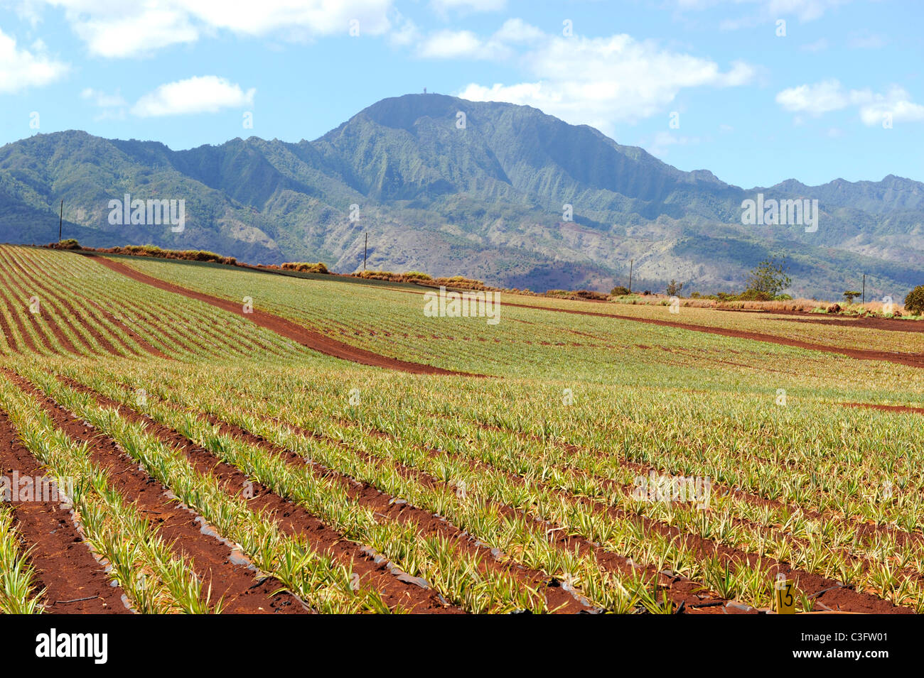 Pineapple Fields along Kamehameha Highway North Shore Hawaii Oahu