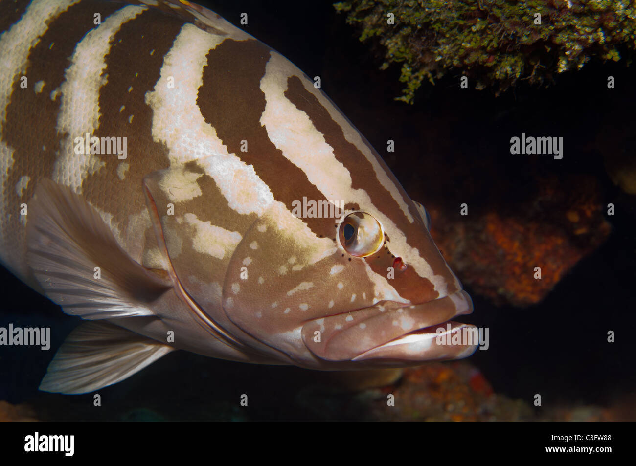 Nassau Groupers Hi res Stock Photography And Images Alamy nassau-groupers-hi-res-stock-photography-and-images-alamy
