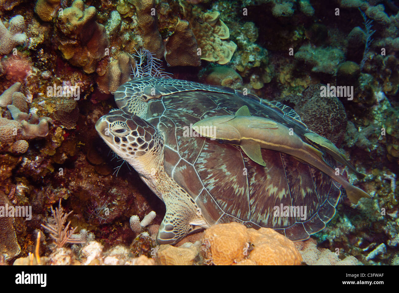 White suckerfish can often be found hitchhiking on the back of larger marine organisms such as this green sea turtle. Stock Photo