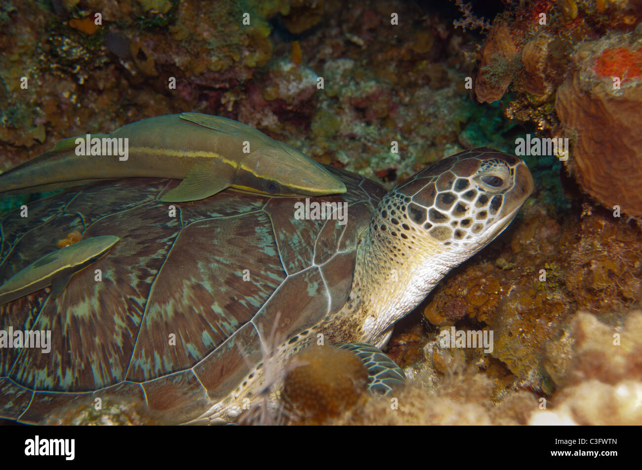 White suckerfish can often be found hitchhiking on the back of larger marine organisms such as this green sea turtle. Stock Photo