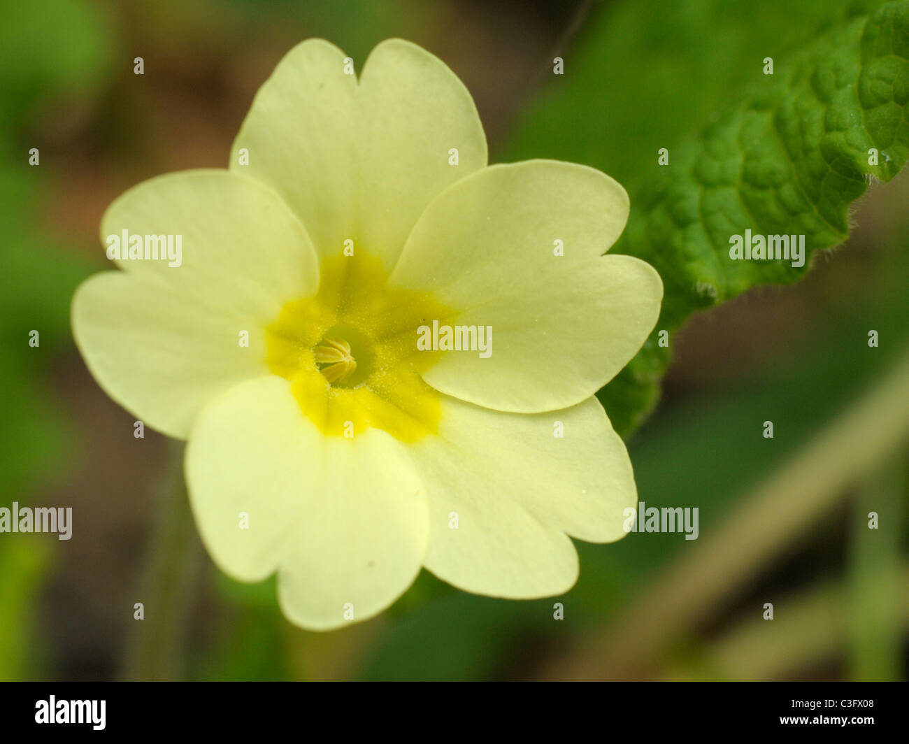 Primrose (thrum), primula vulgaris Stock Photo