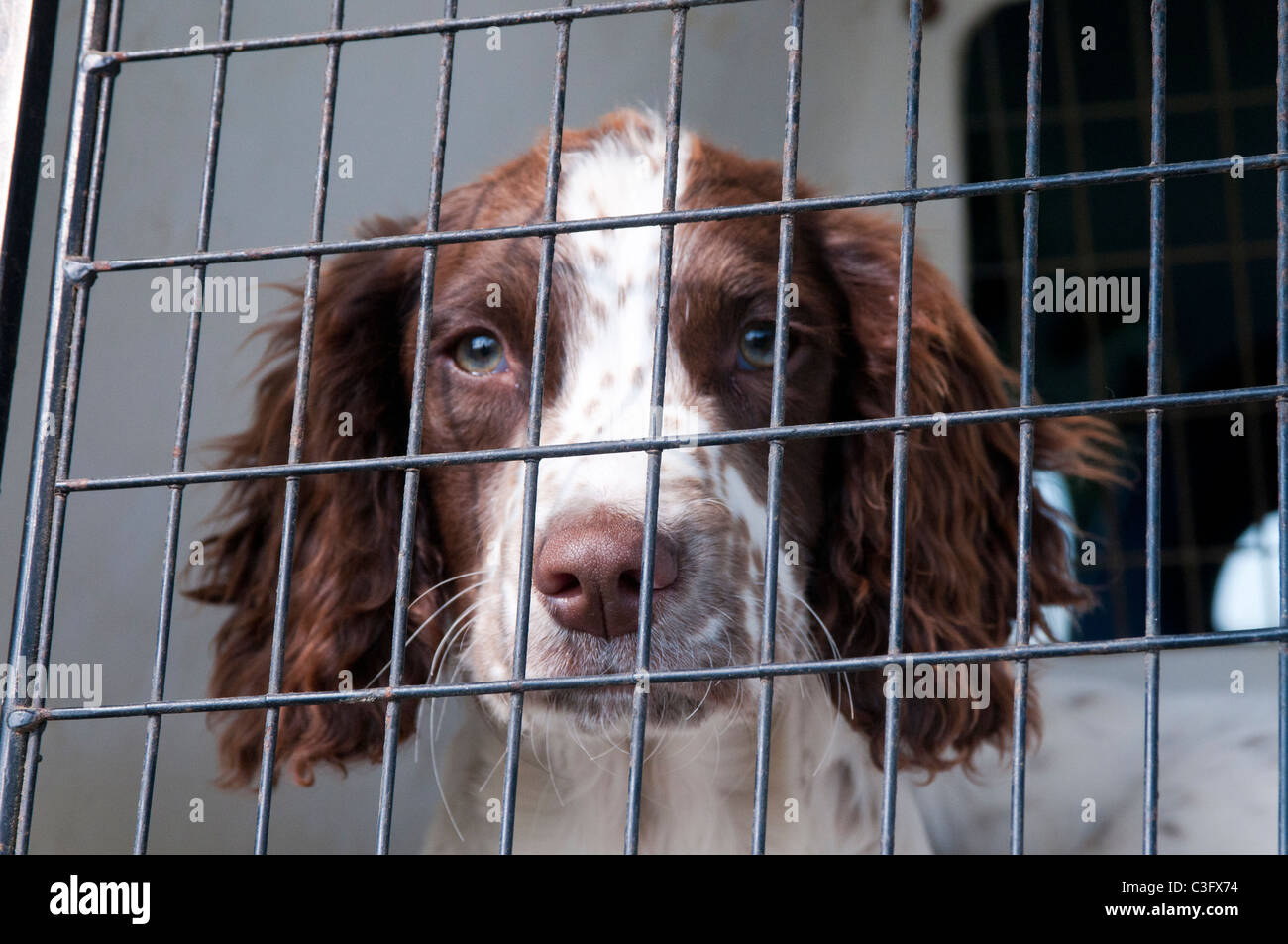 Dog crate for springer cheap spaniel