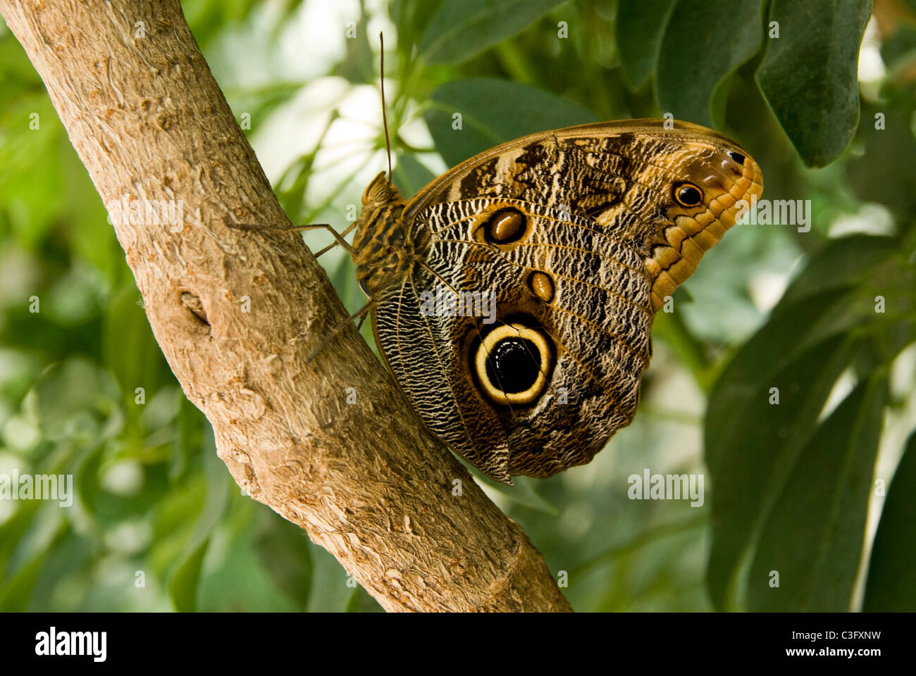 Fauna butterfly hi-res stock photography and images - Alamy